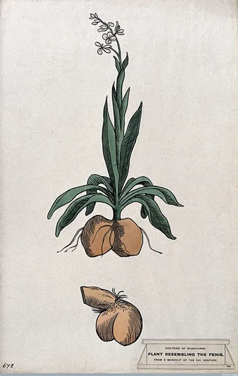 Orchid roots resembling male genitalia in a herbal. (Credit: Wellcome Images)