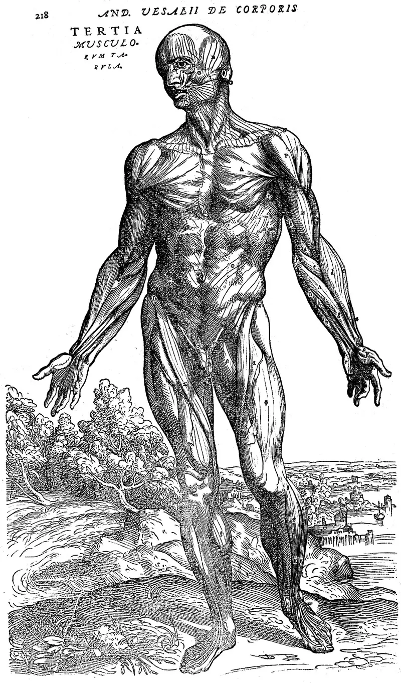 A plate from Andreas Vesalius's De Humani Corporis Fabrica (1543), showing the 'third muscle man', Renaissance anatomical illustration that shaped how the body was seen and understood.