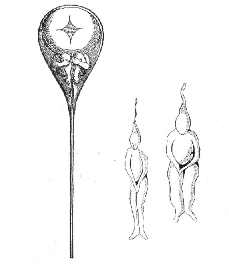 Alchemical illustration from a Paracelsian manuscript.