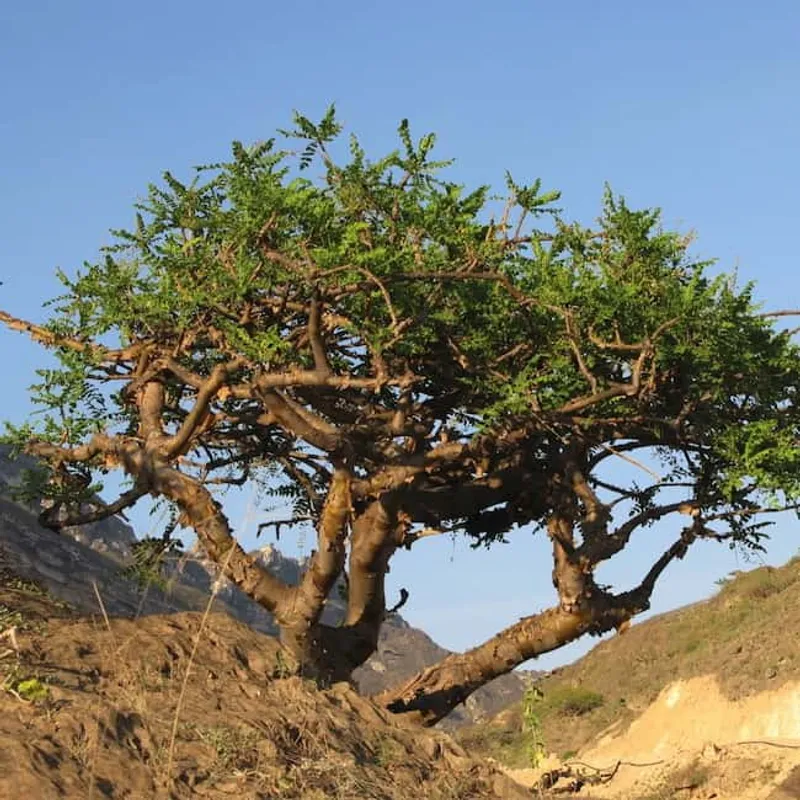 The Boswellia sacra tree (frankincense)