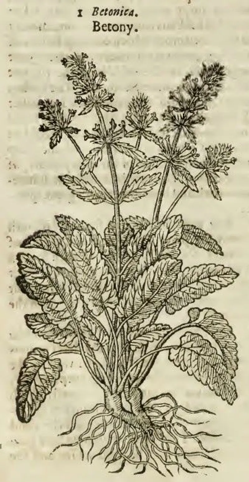 A woodcut depicting betony in John Gerard’s The herball, or, Generall historie of plantes (1636).