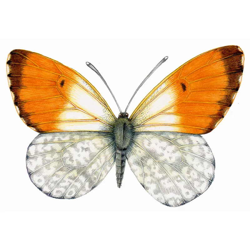 Illustration of an orange-tip butterfly