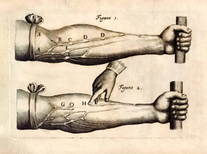 A detailed illustration from William Harvey’s work showing the veins and the flow of blood
